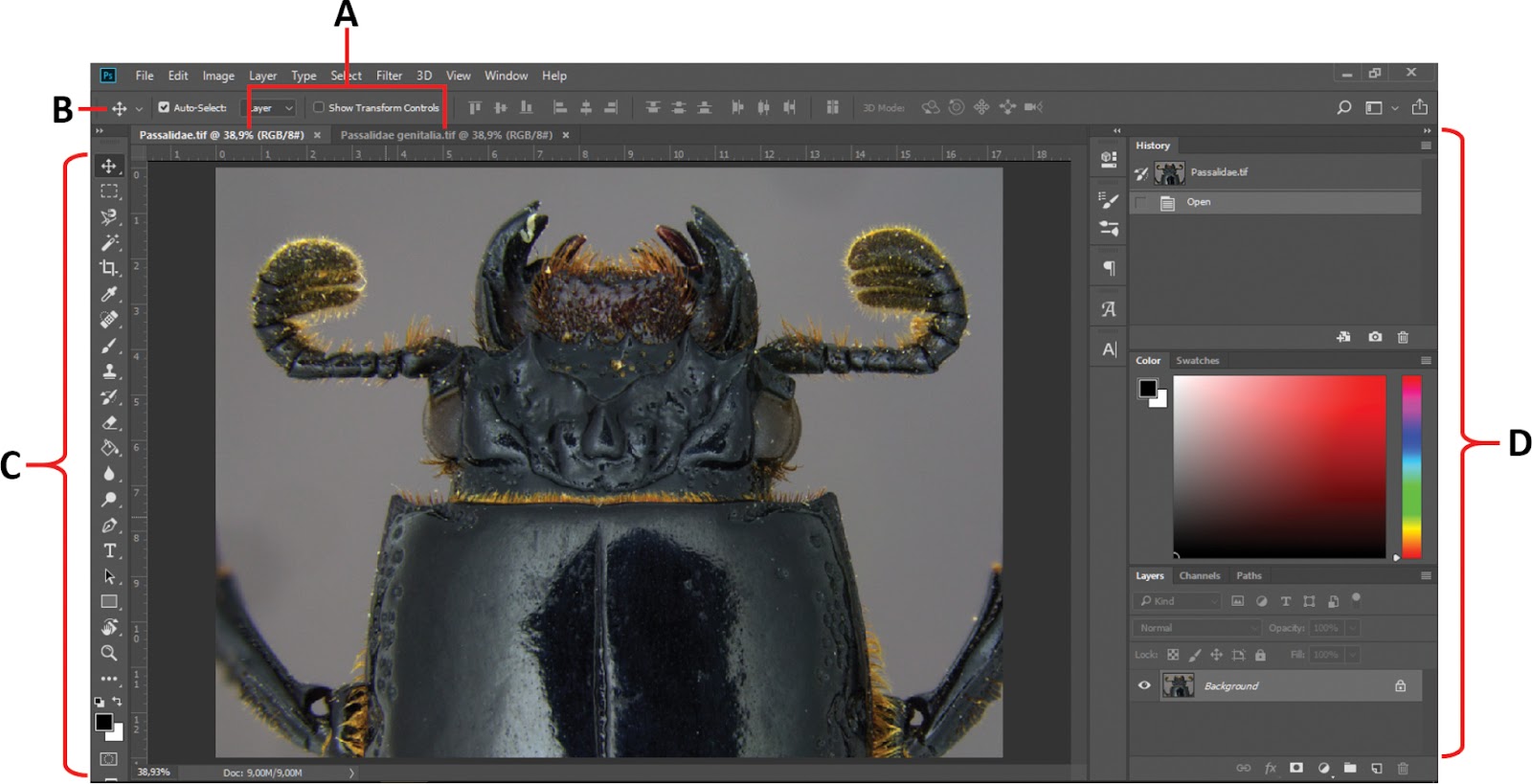 Photoshop workspace with a macro image of a beetle being worked on.