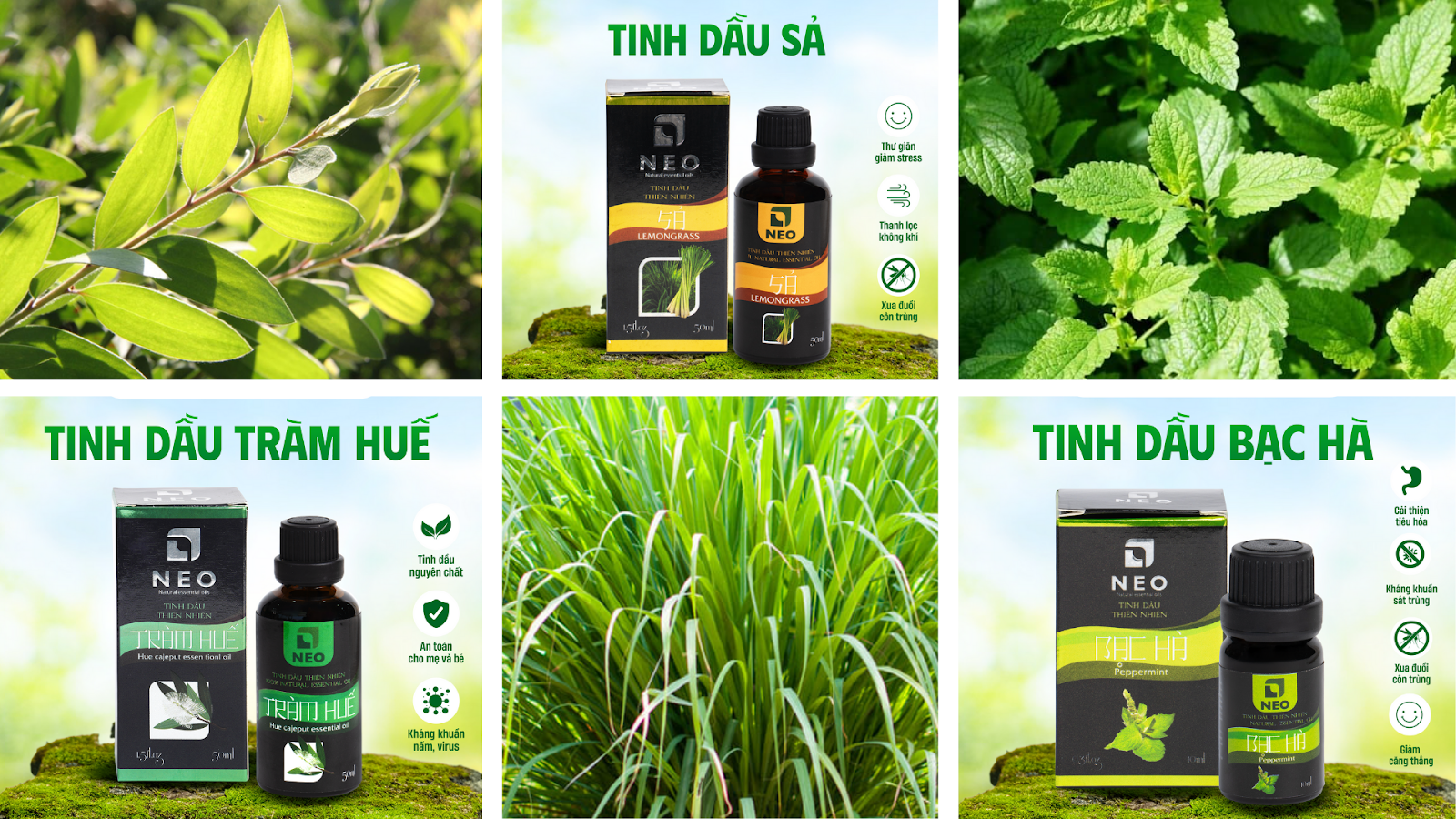 Sản phẩm tinh dầu cung cấp số lượng lớn từ công ty Công Thành NEO