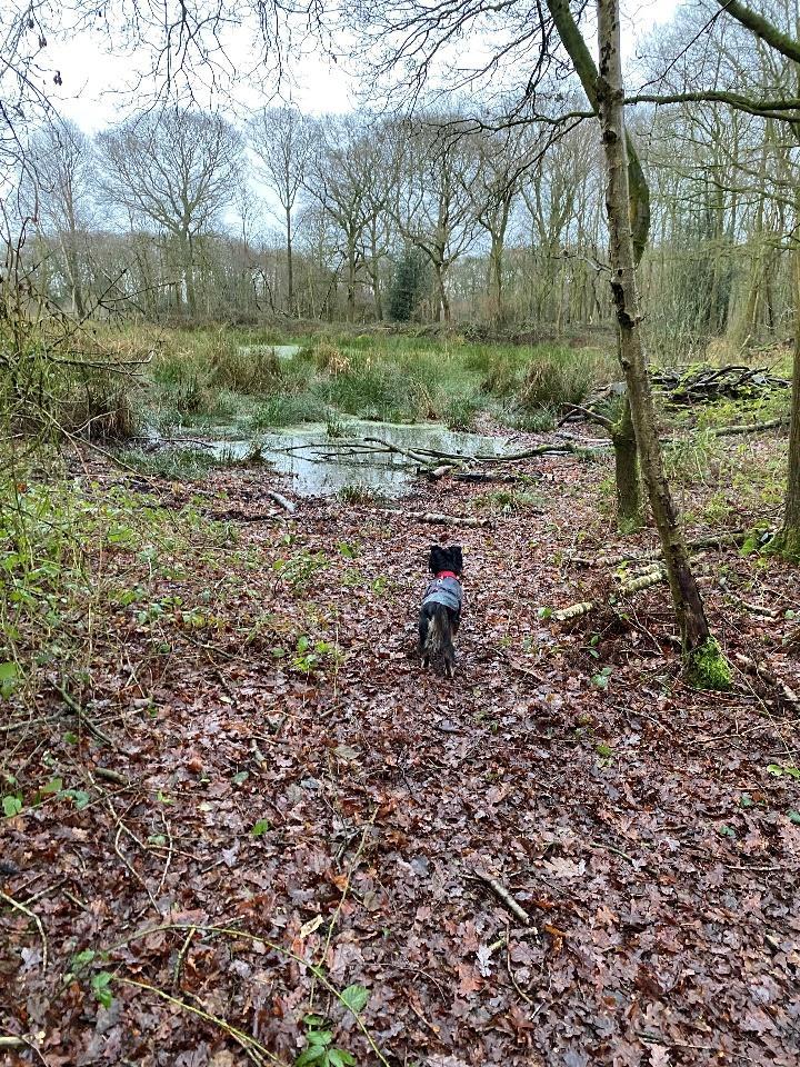 A picture containing outdoor, grass, ground, tree

Description automatically generated
