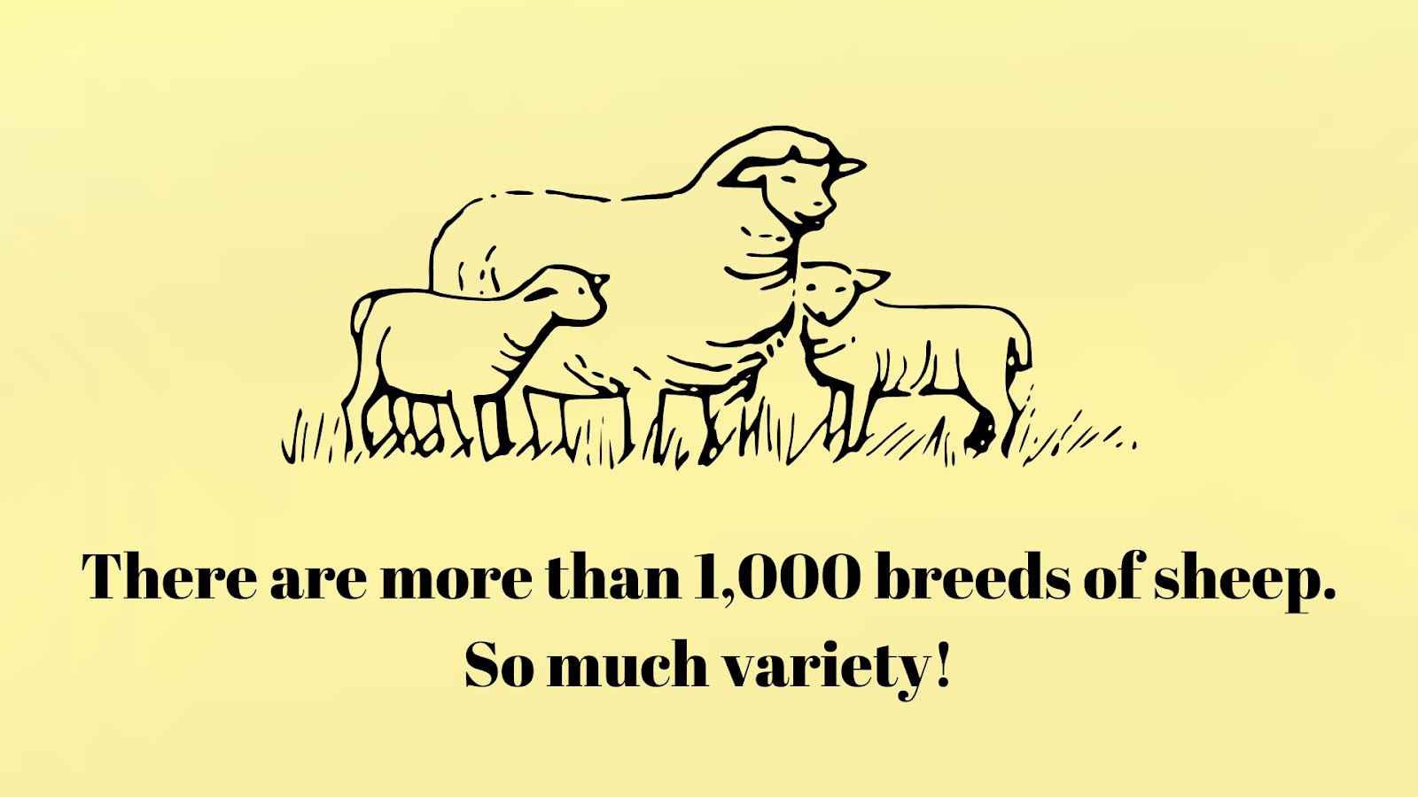 There are more than 1,000 breeds of sheep. So much variety!