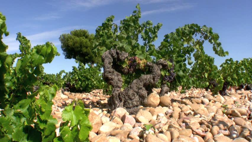 Old Vine. Chateauneuf Du Pape. France Stock Footage Video 5658731 - Shutterstock