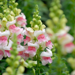 beautiful arabic flowers
