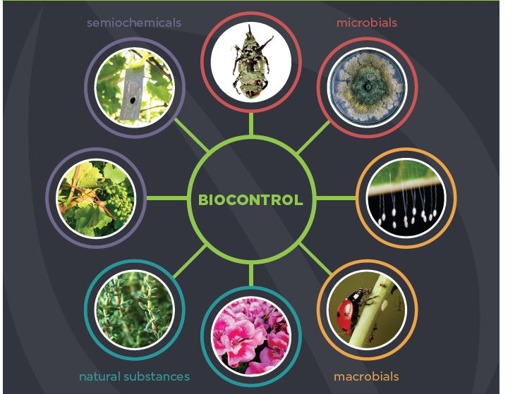 Biocontrol in agriculture: how beneficial insects can revolutionize pest management