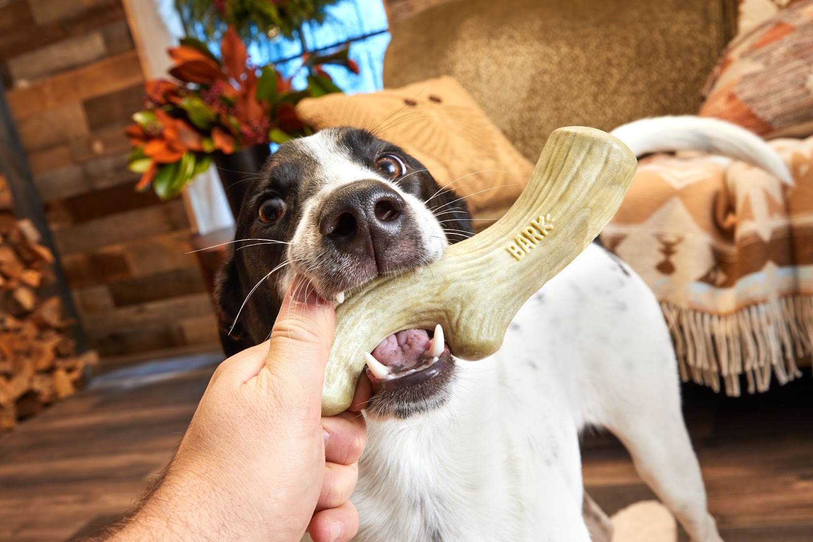 Biscuit Rex