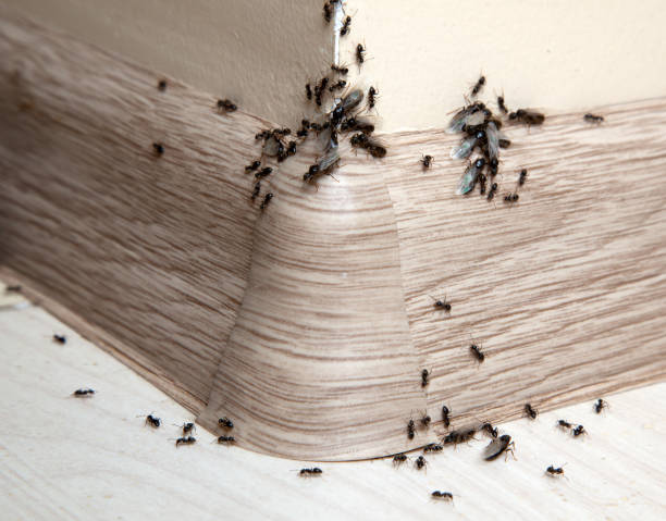 Green Machine Pest Control is ready to serve you with the most effective and long-lasting indoor ant solutions.