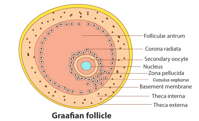 NCERT solutions class 12 Biology chapter 3 -6