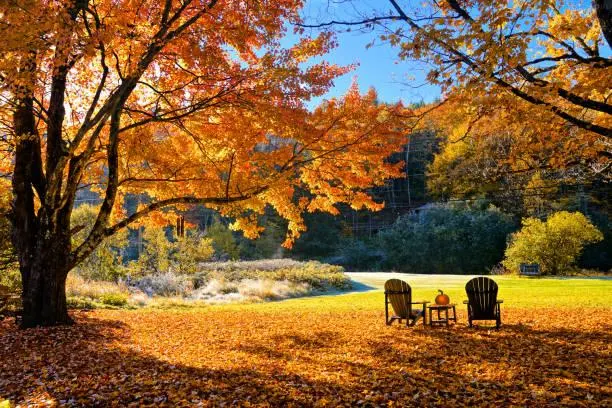 18 Fields That Glow at Golden Hour, golden fields, sunset glow, nature, forest, landscape, radiant earth, evening shine