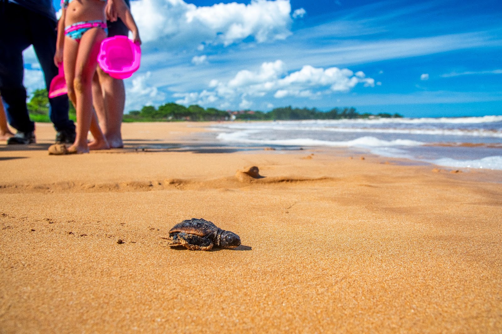 Nascimento de tartarugas-cabeçudas no ninho, na Praia Formosa de Aracruz