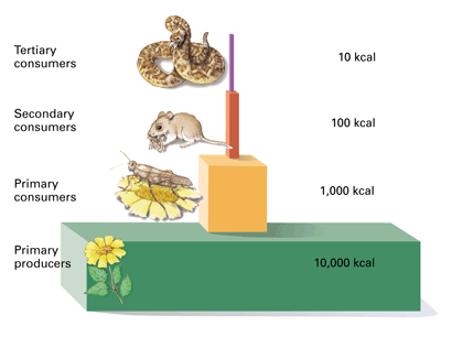 10% is lost moving up each trophic level