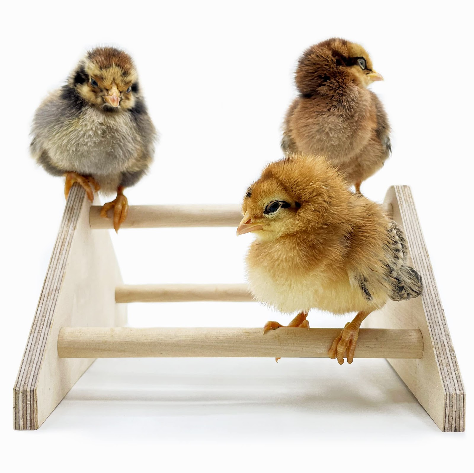 do baby chicks need toys | Baby World