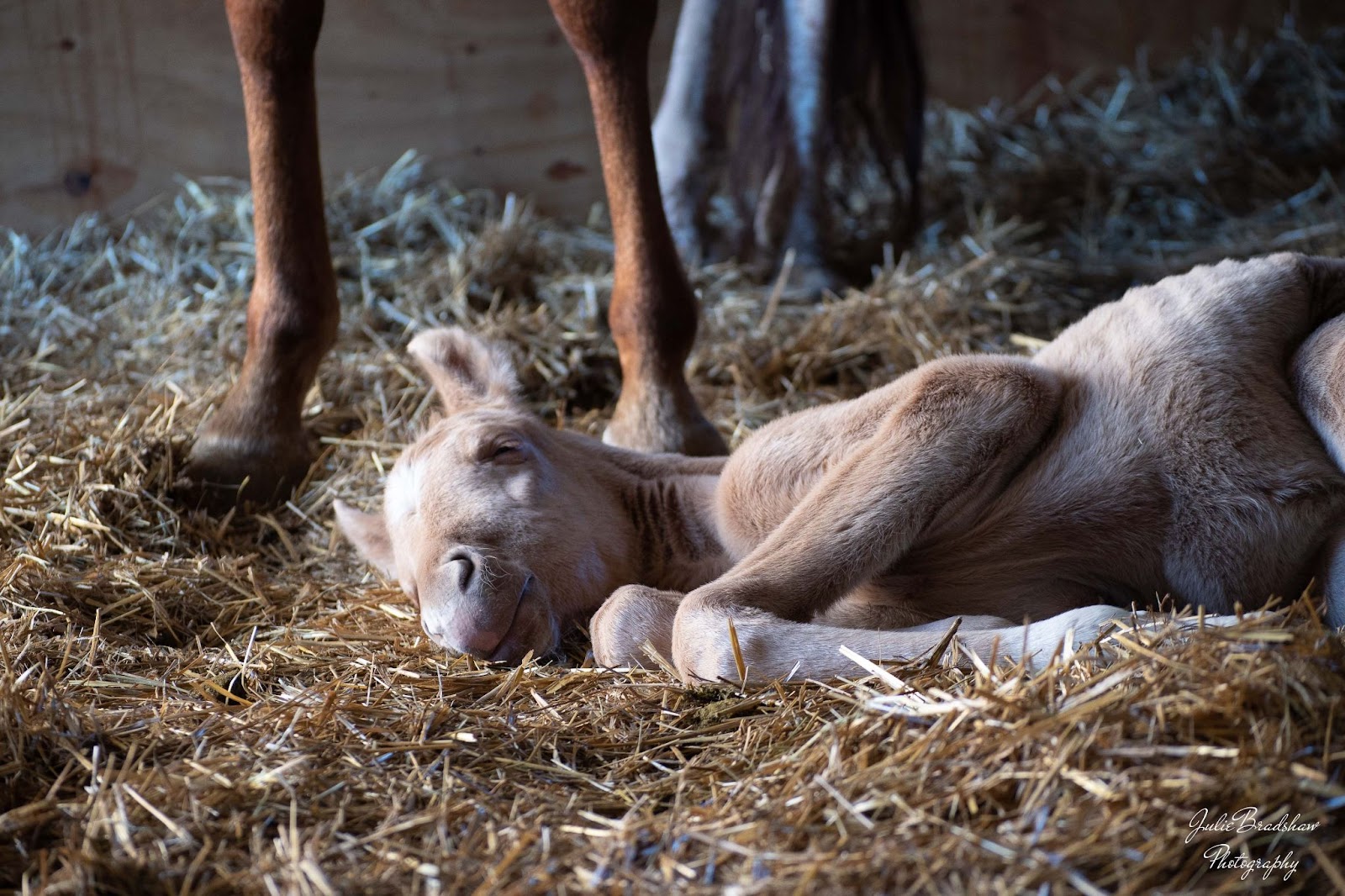 Fyre, newborn palomino colt in straw