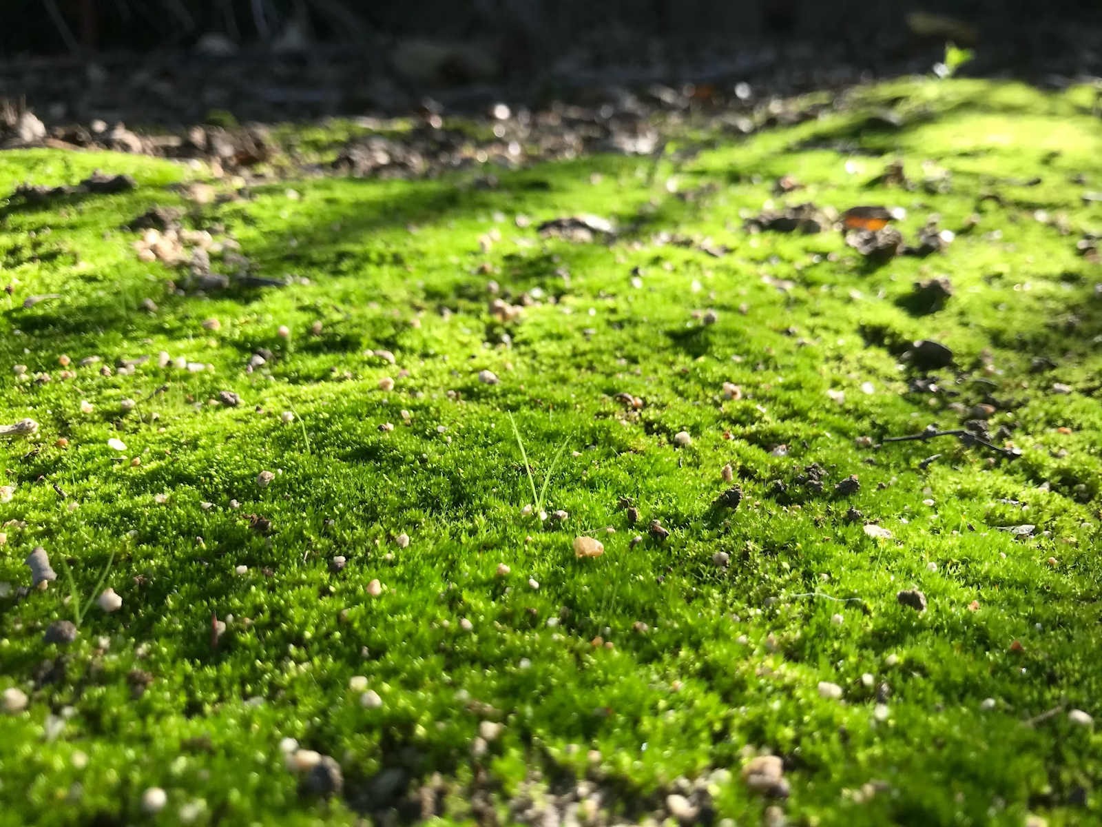 Close-up of grass with dry leaves and sticks scattered on top and caught between the blades.