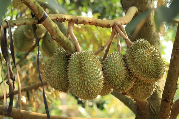 Kiểm soát độ ẩm đất, tưới đều, tránh sốc nước cho sầu riêng