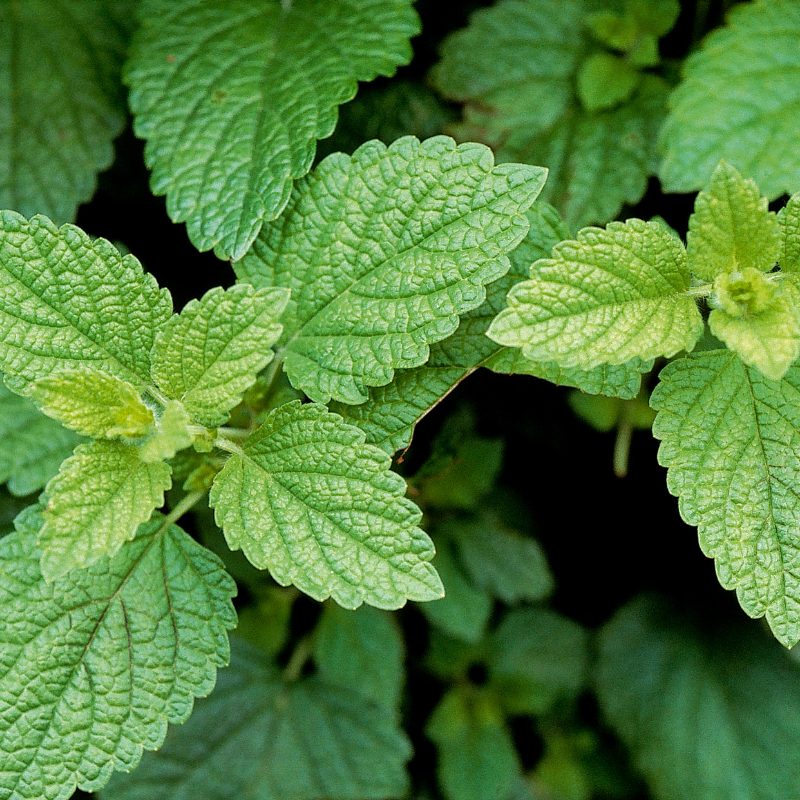 Close-up of green Lemon Balm leaves, showcasing their textured surface and vibrant color.