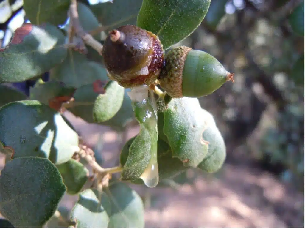 Quelles sont les principales floraisons pour la récolte de miel d’été ? - PLANTES MELLIFÈRES