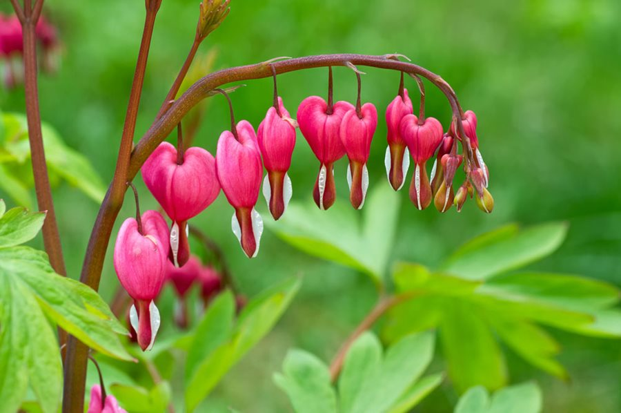 Bleeding Hearts