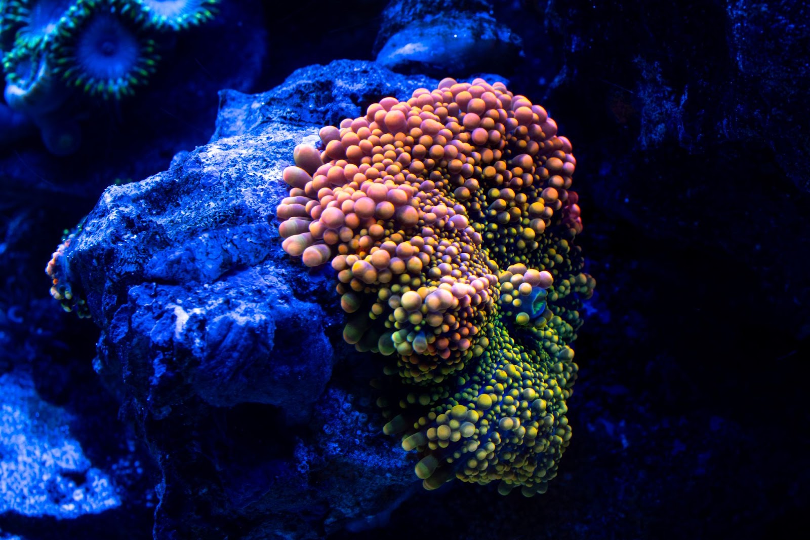 coral types