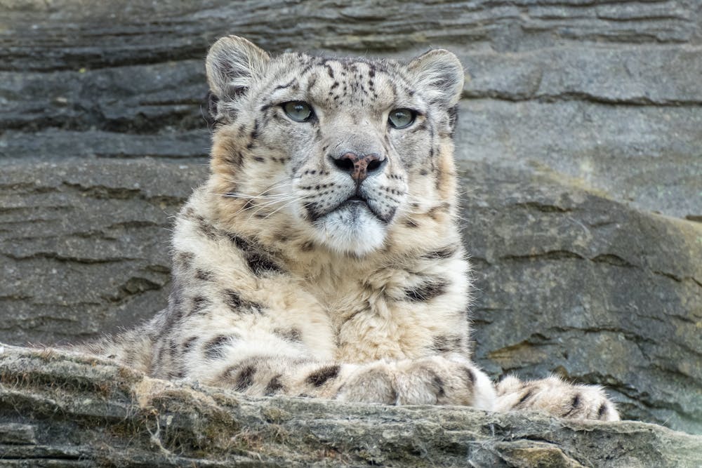 Close-UP Photography Of snow leopard