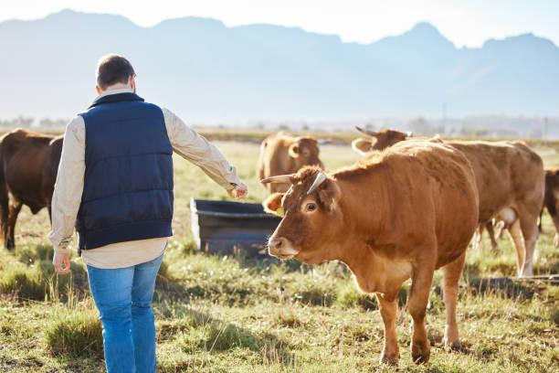 cura, agricoltore o mucca in azienda per la sostenibilità o produzione di latte in campagna. agro, erba o agricoltore su un piccolo terreno da campo aziendale per latticini, animali o ecologia con bestiame - agricoltore foto e immagini stock