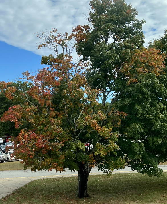 image of a tree just starting to change colors