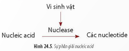 BÀI 24 - QUÁ TRÌNH TỔNG HỢP VÀ PHÂN GIẢI Ở VI SINH VẬTMỞ ĐẦUCâu 1: Một con bò nặng 500 kg chỉ sản xuất thêm mỗi ngày 0,5 kg protein; 500 kg cây đậu nành mỗi ngày tổng hợp được 40 kg protein nhưng 500 kg nấm men có thể tạo thành mỗi ngày 50 tấn protein. Sự khác nhau về sinh khối được tạo ra từ các loài sinh vật trên có thể giải thích như thế nào?Đáp án chuẩn:Sự khác biệt về sinh khối từ các sinh vật được giải thích bởi tốc độ tổng hợp và phân giải chất hữu cơ khác nhau. Nấm men, với kích thước nhỏ, có khả năng hấp thu và chuyển hóa nhanh các chất dinh dưỡng, dẫn đến việc nhanh chóng đạt được sinh khối lớn hơn so với các sinh vật có kích thước lớn hơn như con bò hay cây đậu nành.I. QUÁ TRÌNH TỔNG HỢP Ở VI SINH VẬTCâu 1: Hãy cho biết các đặc điểm chung của quá trình tổng hợp chất hữu cơ.Đáp án chuẩn:Đặc điểm chung của quá trình tổng hợp chất hữu cơ là sử dụng hợp chất mở đầu là ADP-glucose và tạo ra các polysaccharide bằng cách liên kết các phân tử glucose qua liên kết glycosidic.Câu 2: Tìm thông tin liên quan tới gôm sinh học và cho biết vai trò của gôm sinh học trong đời sống con người.Đáp án chuẩn:Một số loại polysaccharide do vi sinh vật tiết ra vào môi trường được gọi là gôm.* Vai trò của chúng bao gồm bảo vệ tế bào vi sinh vật khỏi sự khô hạn, ngăn ngừa virus, cung cấp carbon và năng lượng.* Ứng dụng của các loại gôm trong đời sống con người:- Sản xuất kem phủ bề mặt bánh.- Làm chất phụ gia trong khai thác dầu mỏ.- Trong lĩnh vực sinh học, chúng được sử dụng làm chất thay thế huyết tương và trong sinh hóa làm chất tách chiết enzyme.Câu 3: Tìm thông tin liên quan về một số loại chế phẩm sinh học từ vi sinh vật.Đáp án chuẩn: - Phân bón vi sinh bảo vệ môi trường đất.- Sử dụng chế phẩm vi sinh để ức chế các vi khuẩn có hại cho vật nuôi, bao gồm các loài như Bacillus licheniformis, Bacillus sp., nhằm cải thiện nền đáy ao nuôi thủy hải sản.Luyện tập: Trình bày tóm tắt bằng sơ đồ  hệ thống các quá trình tổng hợp các chất hữu cơ đa phân tử của vi sinh vật.II. QUÁ TRÌNH PHÂN GIẢI Ở VI SINH VẬTCâu 4: Quan sát Hình 24.3, 24.4, 24.5 và cho biết: Các chất hữu cơ đa phân tử được phân giải như thế nào? Ứng dụng của các quá trình này trong đời sống là gì? Đáp án chuẩn:Các vi sinh vật phân giải các chất hữu cơ đa phân tử. Ứng dụng của quá trình này trong đời sống là sản xuất nước mắm, tương ớt...Câu hỏi 5: Quan sát Hình 24.3, 24.4, 24.5 và cho biết: Cho biết đặc điểm chung của các quá trình phân giải chất hữu chất hữu cơ.Đáp án chuẩn:Đặc điểm chung của các quá trình phân giải chất hữu cơ là sử dụng các enzyme nội bào để chuyển hóa các hợp chất hữu cơ phức tạp thành các phân tử đơn giản và cung cấp năng lượng cho hoạt động của tế bào.Luyện tập: Lập bảng trình bày điểm chung và riêng của các quá trình phân giải ở vi sinh vật.Đáp án chuẩn:* Điểm chung:  - Chuyển hóa các chất hữu cơ phức tạp thành các chất đơn giản.  - Sử dụng enzyme trong quá trình phân giải.  - Cung cấp năng lượng cho tế bào.* Điểm riêng: Mỗi loài vi sinh vật sản xuất enzyme riêng để phân hủy các chất hữu cơ khác nhau. Ví dụ: enzyme protease phân hủy protein thành amino acid, enzyme nuclease phân hủy nucleic acid thành nucleotide.Vận dụng: Hãy thiết kế một sản phẩm học tập (mô hình, poster, tập san,...) trình bày vai trò của vi sinh vật đối với tự nhiên và đời sống con người.Đáp án chuẩn:Học sinh thiết kế sản phẩm theo chủ đề và trình bày sản phẩm theo các nội dung sau:Nguyên vật liệu (nêu rõ vật liệu nào mô tả cho thành phần nào)Các bước thực hiệnNội dung sản phẩm.BÀI TẬP