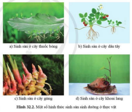 BÀI 32. KHÁI QUÁT VỀ SINH SẢN VÀ SINH SẢN VÔ TÍNH Ở SINH VẬT 