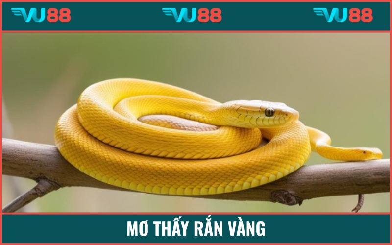 Mơ thấy con rắn vàng là biểu tượng tài lộc gõ cửa
