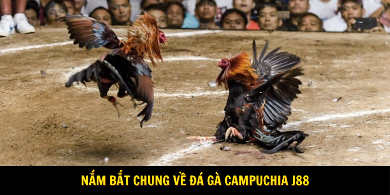 Nắm bắt chung về đá gà Campuchia J88