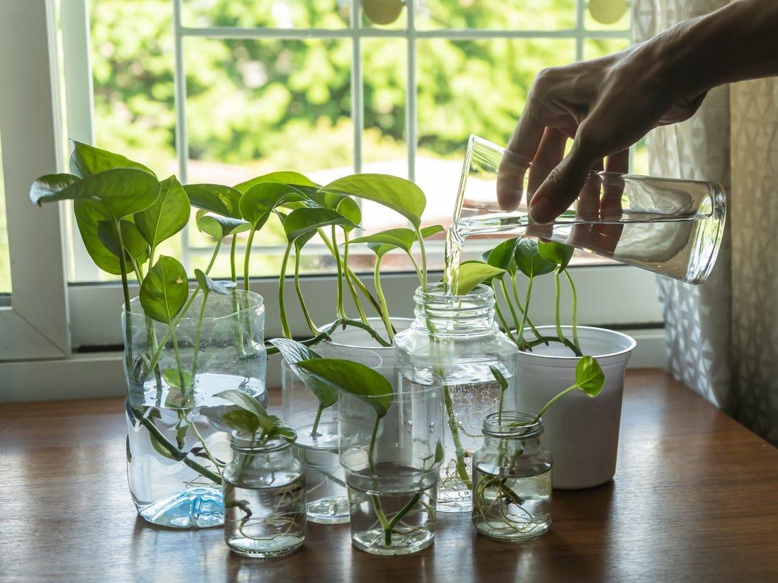 Propagation of Pothos In Water