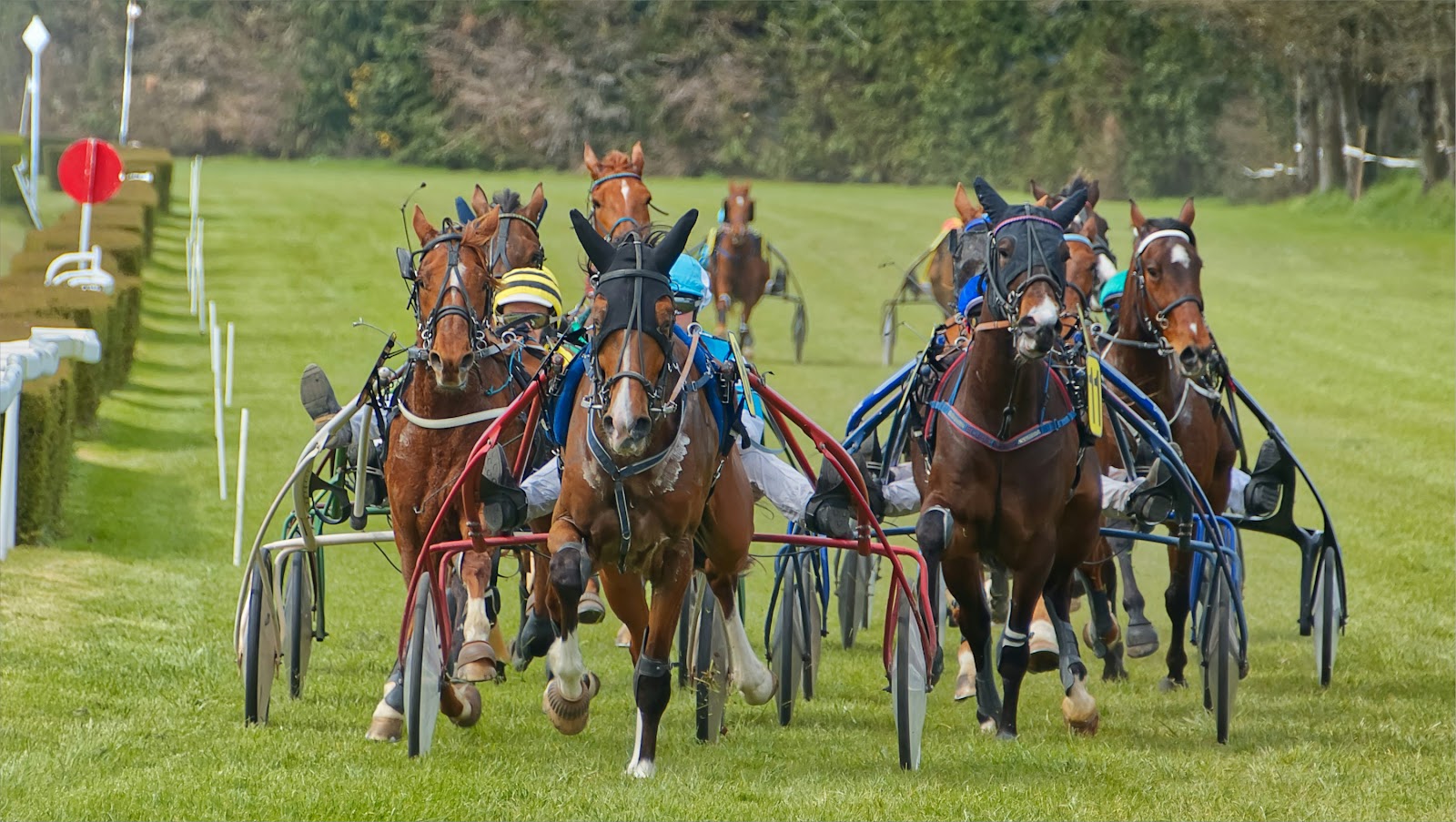 a group of people riding on the backs of horses