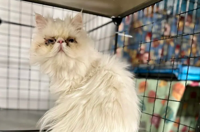 Critical Medical Crisis Threatens Persian Cat Life