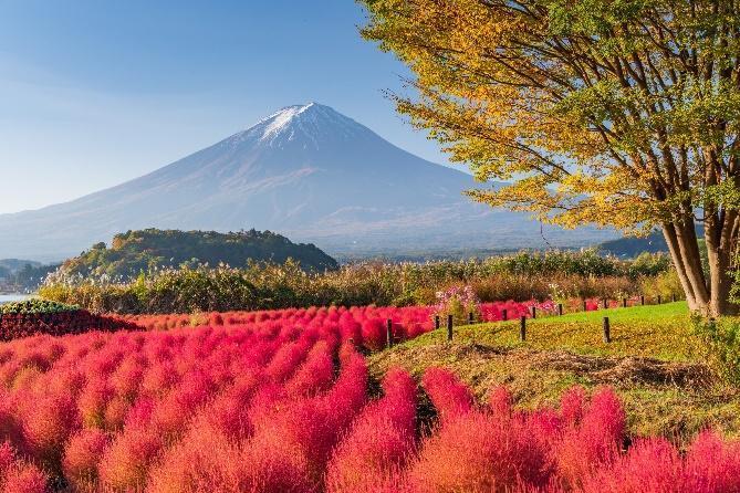 Tokyo] Mt.Fuji One Day Tour from Tokyo with All-You-Can-Eat Crabs and JR  East Nagano-Niigata Area Pass (5 Days) Package - LIVE JAPAN