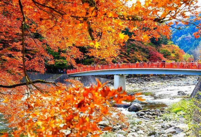 A bridge over a river with orange leavesDescription automatically generated