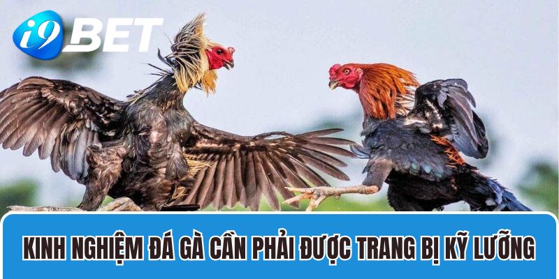 Kinh nghiệm đá gà cần phải được trang bị kỹ lưỡng