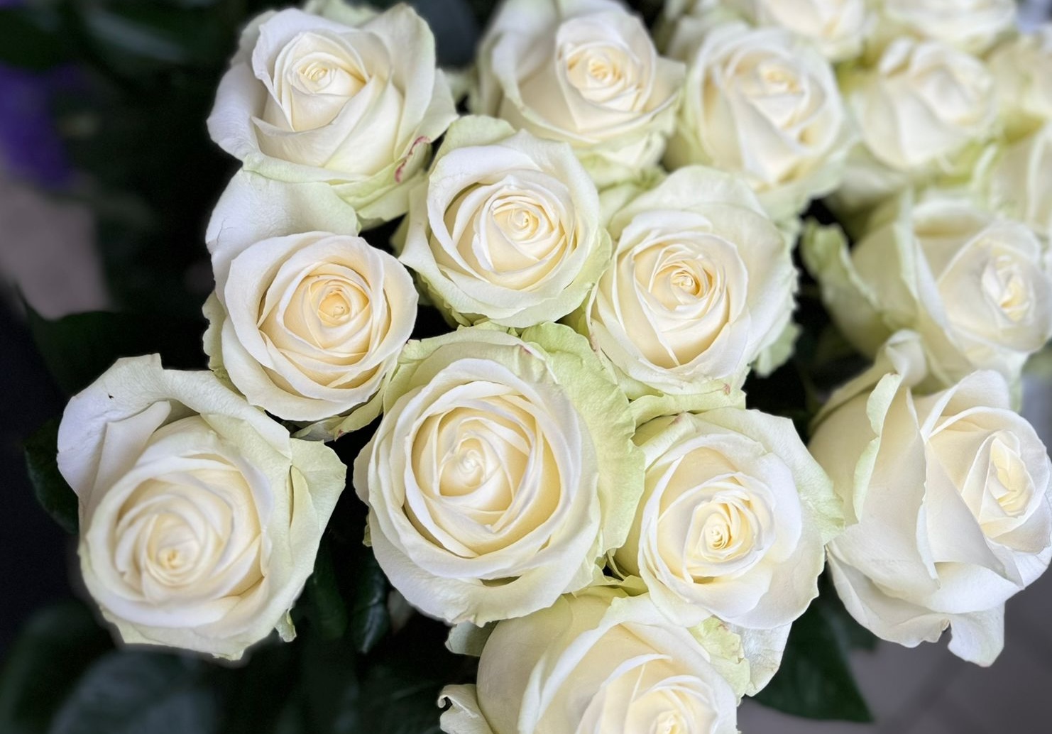 Beautiful White Roses