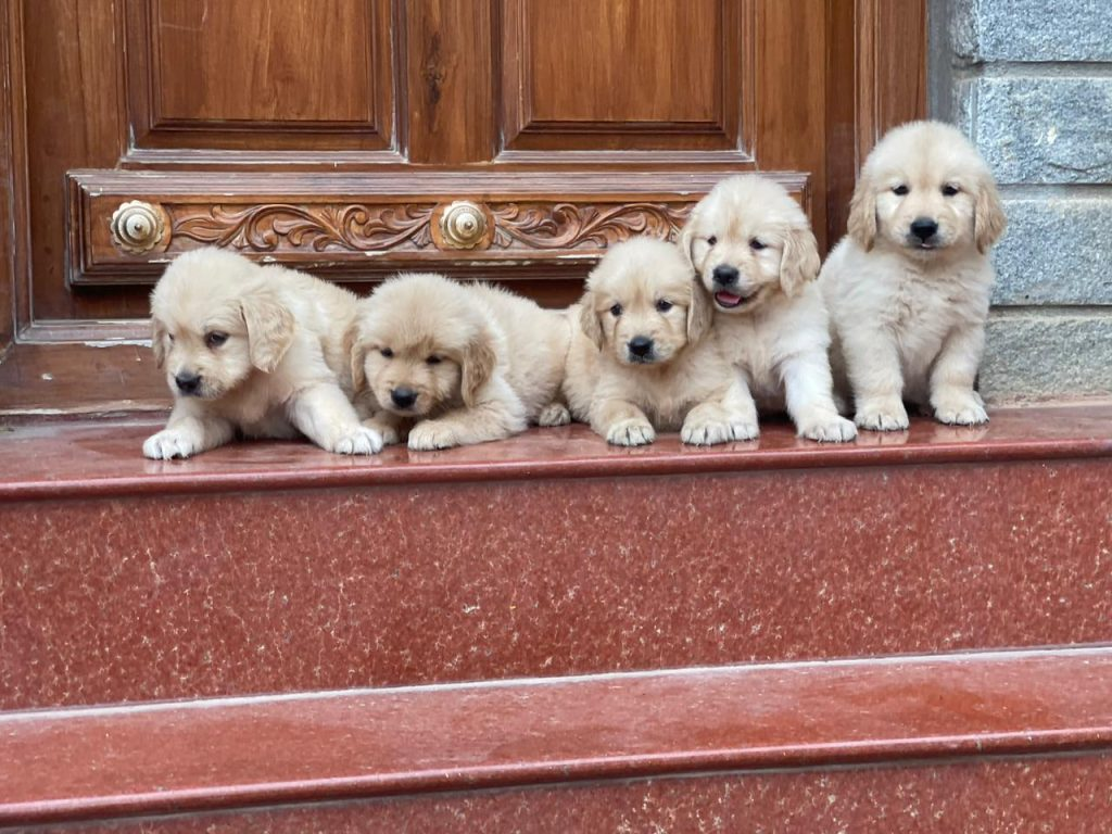 Purebred Golden Retrievers Puppies