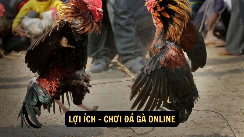 Lợi ích - chơi đá gà online