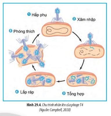 BÀI 29 - VIRUS