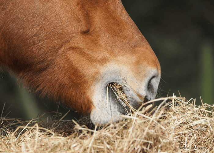 Factors Influencing a Horse's Diet