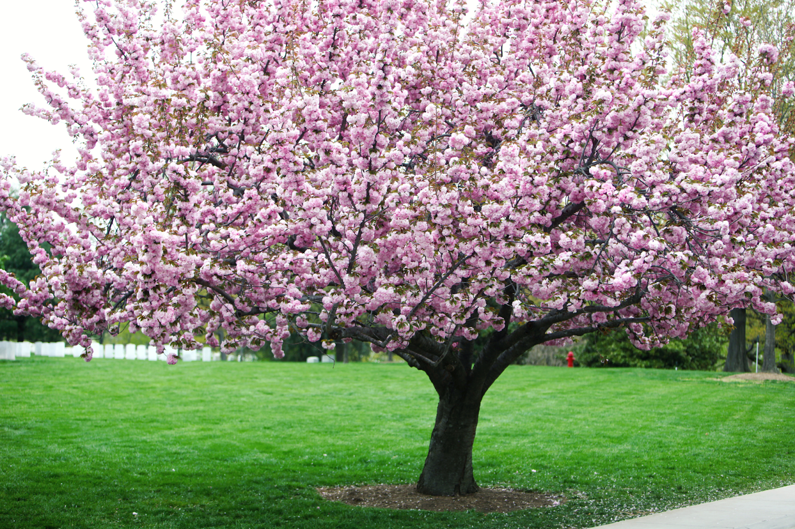 A large cherry blossom tree in full spring bloom, maintained with regular tree service in a landscaped yard.
