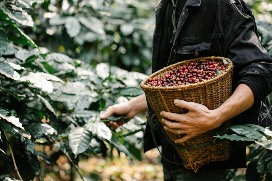 Most of Vietnam's coffee is of the Robusta variety. Source: Primeacoffee