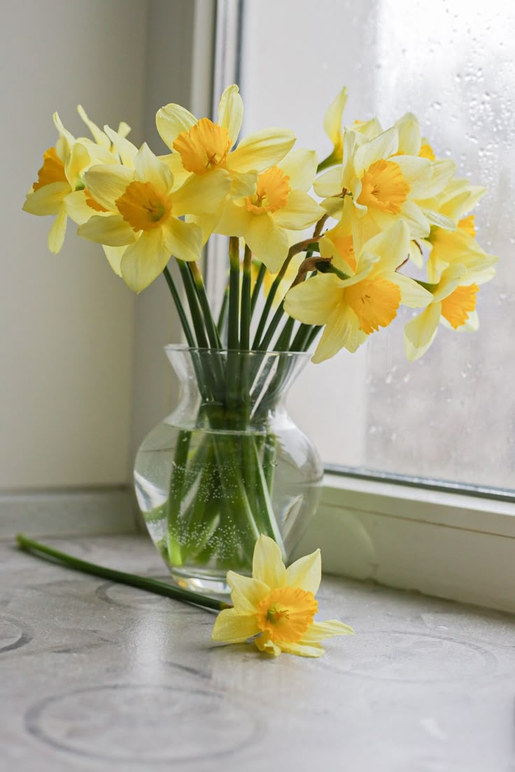 Narcisos