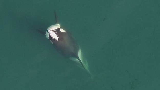 Drone footage from a 2019 research survey shows a young male orca known as A99 “Alder" with a dead salmon on his head. A recent sighting of another salmon-wearing orca also sparked excitement.