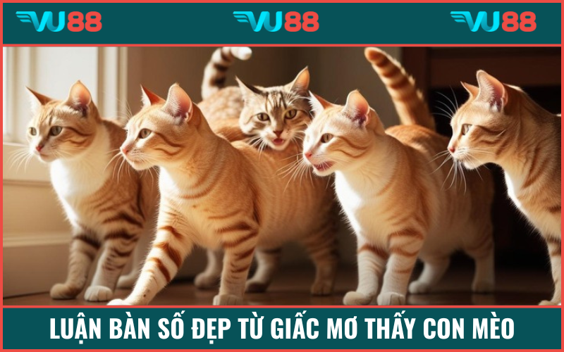Luận bàn số đẹp từ hình ảnh mèo trong mộng
