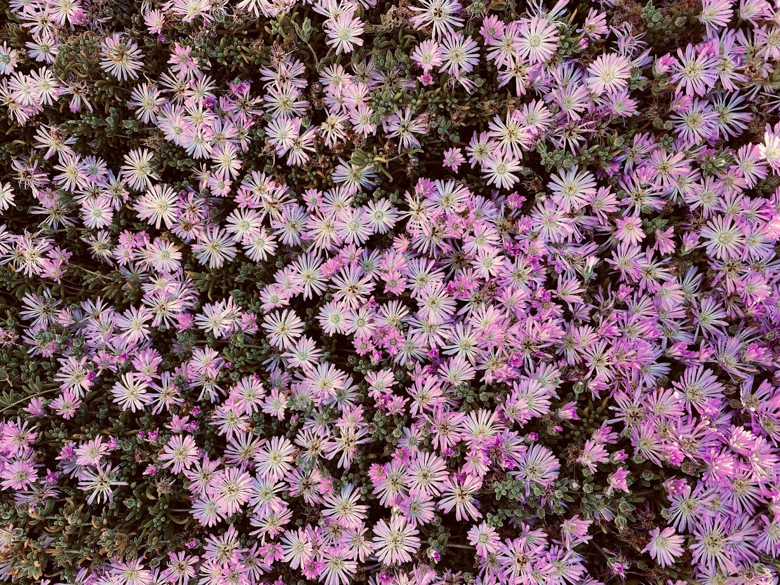 Drosanthemum floribundum