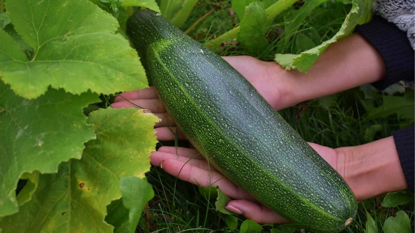 Zucchini cultivation and farming practices with Farmersrathna Agri-news