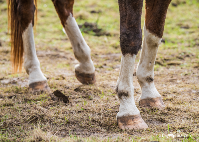 Fetlock Horse Leg Markings