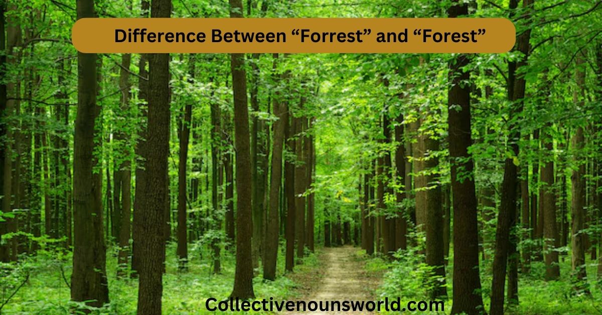 Forest definition
