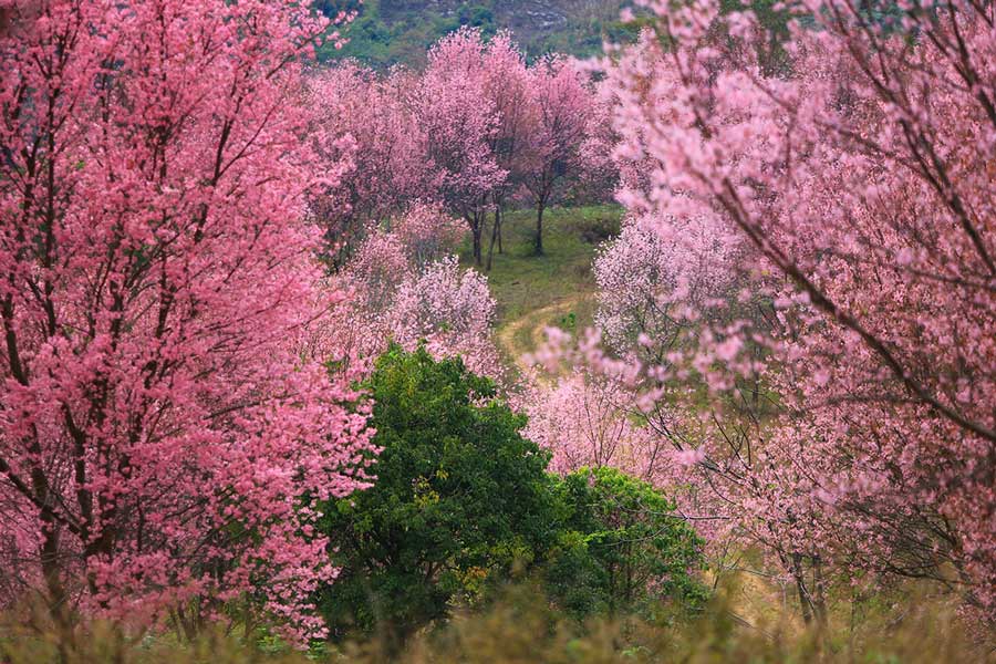 7 Endroits magnifiques pour admirer les fleurs de cerisier en Thaïlande