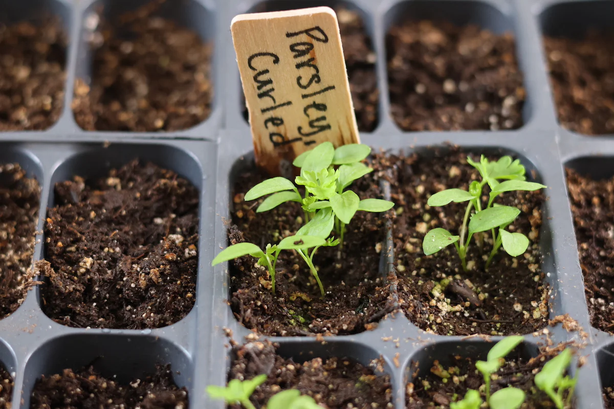 How to Grow Parsley from Seeds